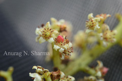 Buchanania axillaris